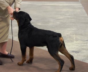 Bogie 4.5 months first baby puppy in show May 17 2014 - Click for Larger View